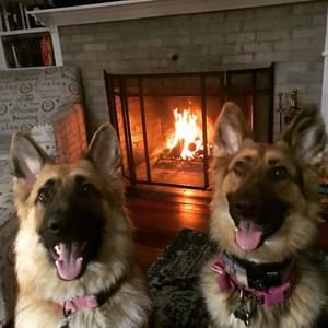 Meet your Posher, Dawn